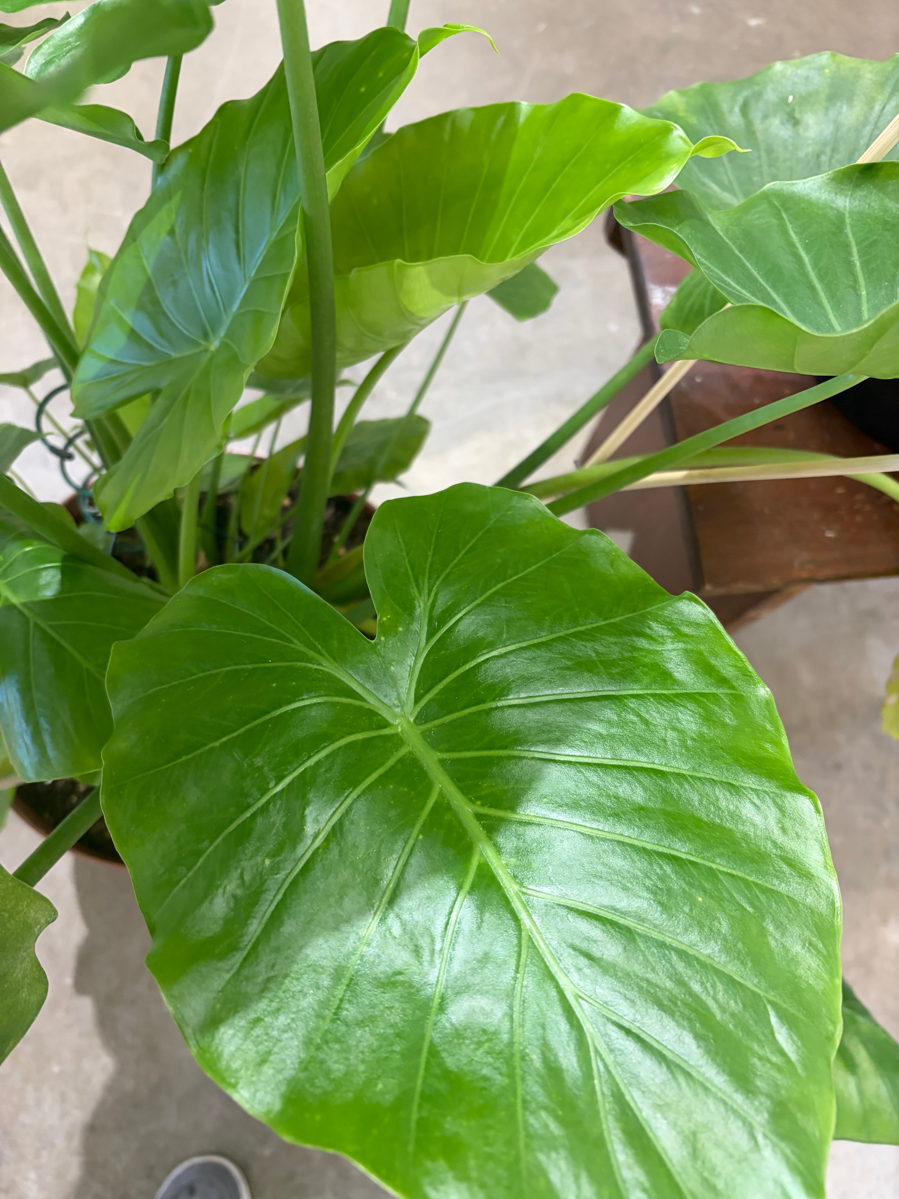 Alocasia calidora plant with very large upright green leaves