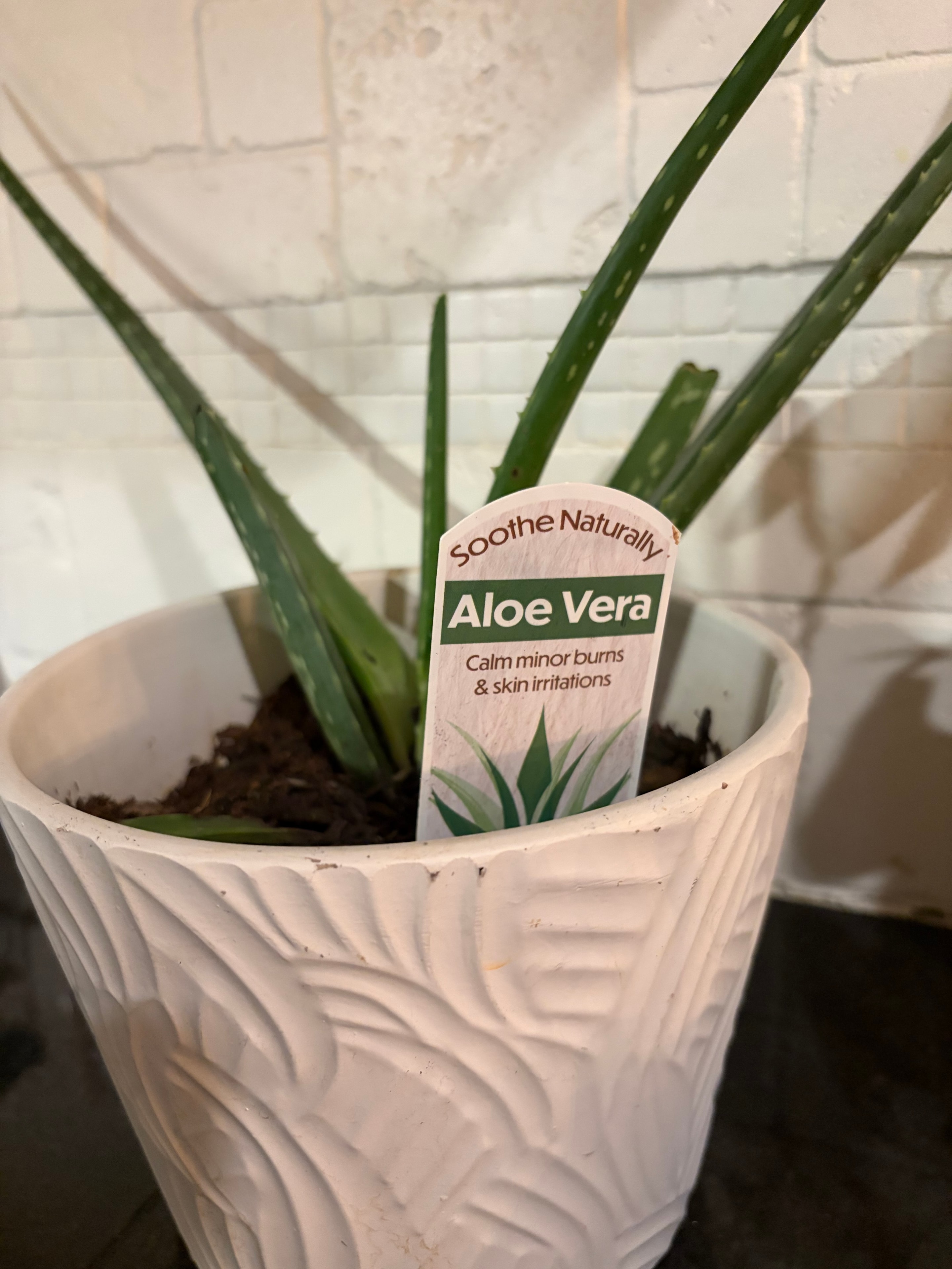 Aloe vera plant with thick succulent leaves in a pot