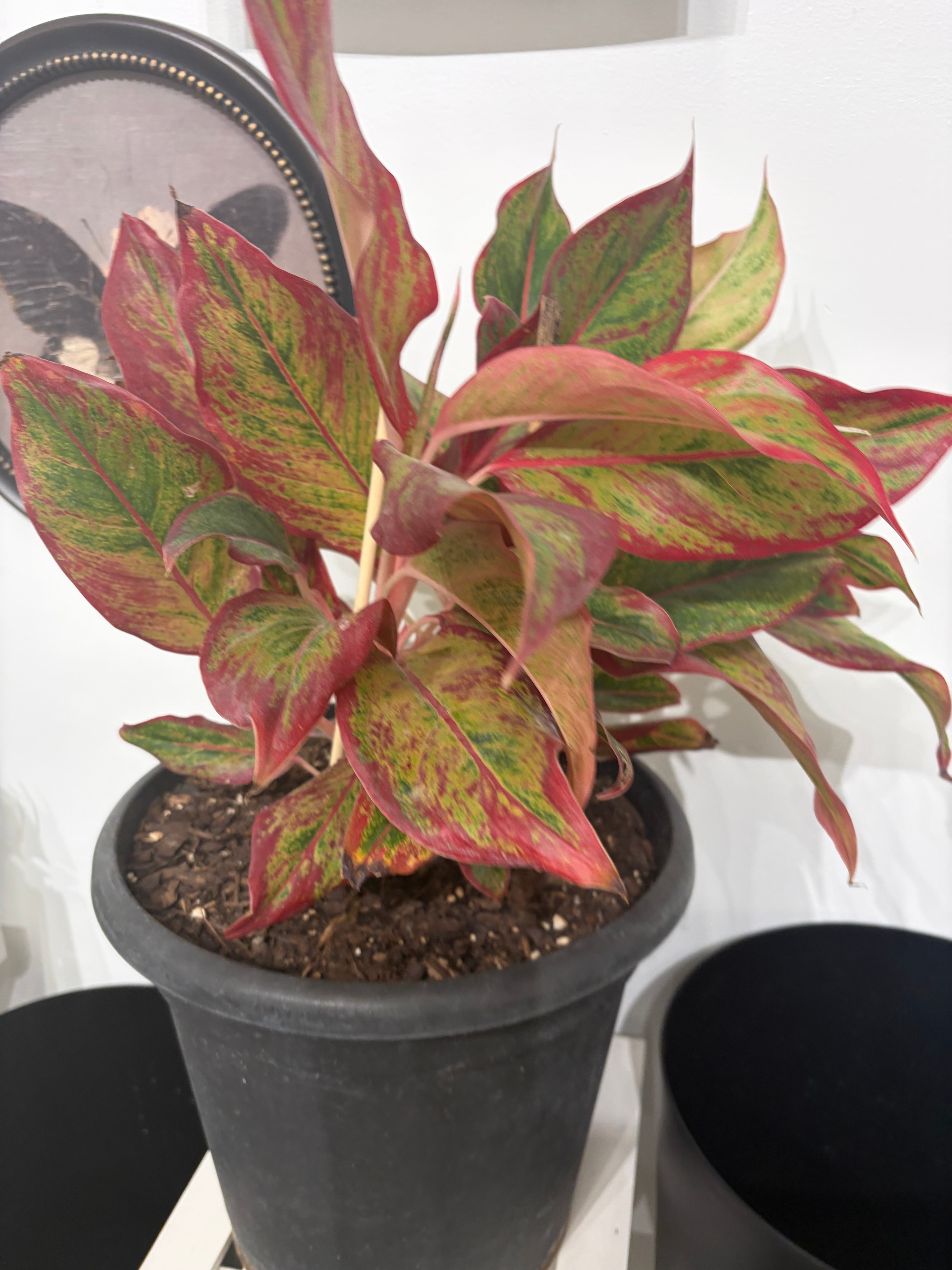Chinese evergreen plant with patterned leaves in a pot