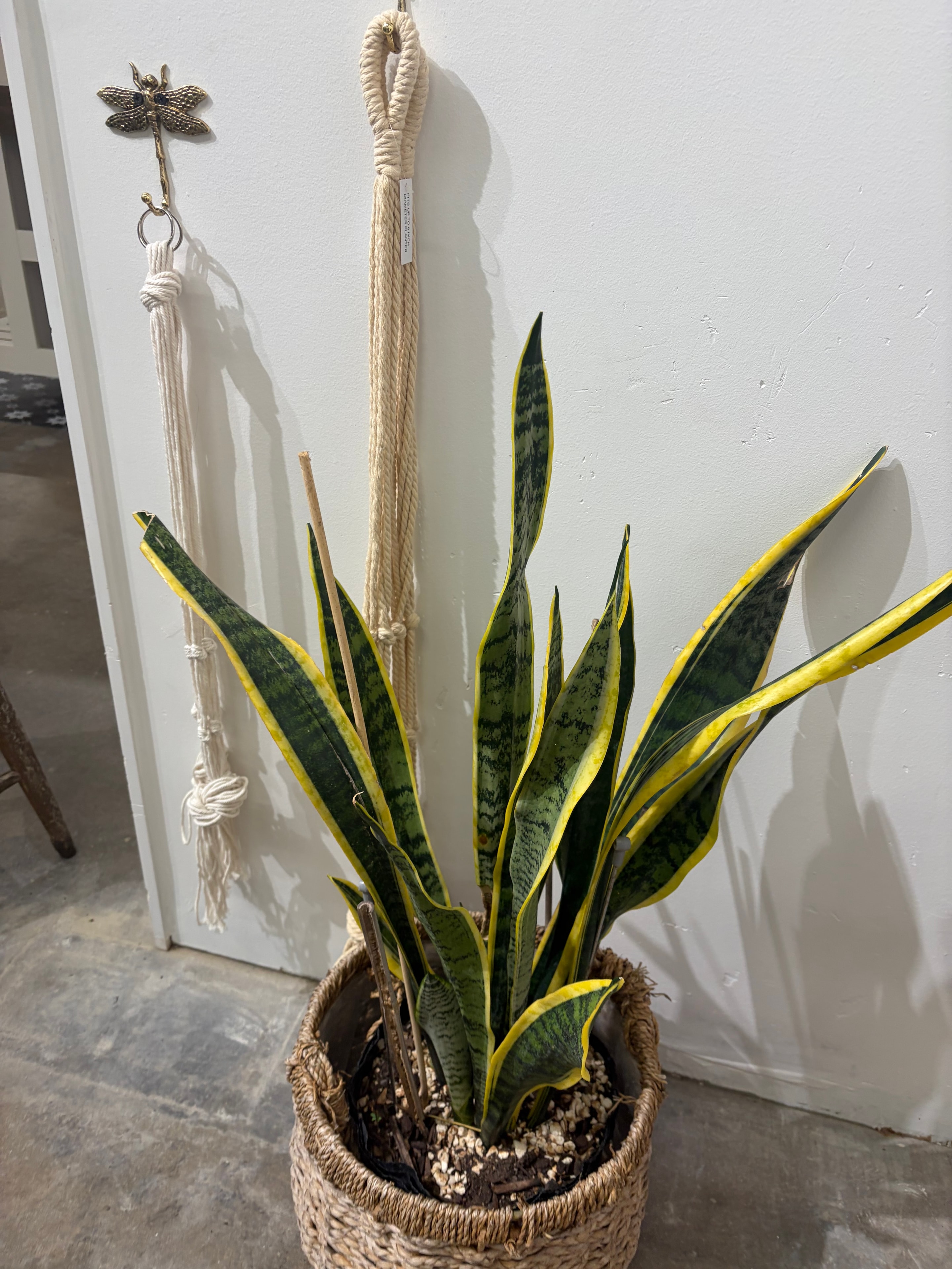 Snake plant with tall variegated leaves in a pot
